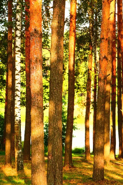 Wald am Ufer des Sees — Stockfoto