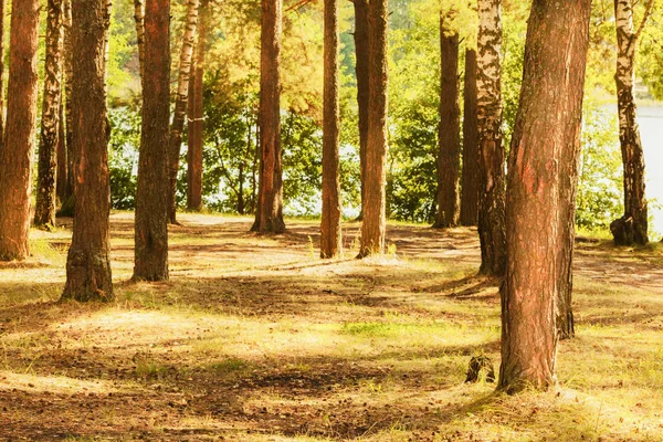 Floresta na margem do lago — Fotografia de Stock