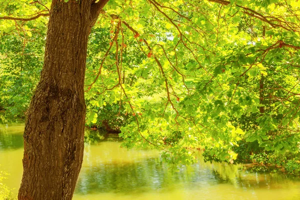 Wald am Ufer des Sees — Stockfoto