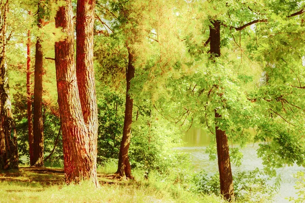 Forest on the shore of lake — Stock Photo, Image