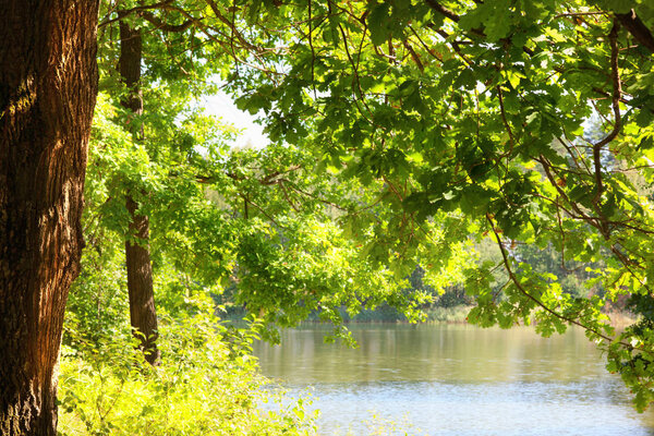  forest on the shore of lake