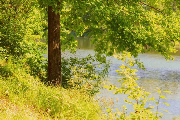 Wald am Ufer des Sees — Stockfoto