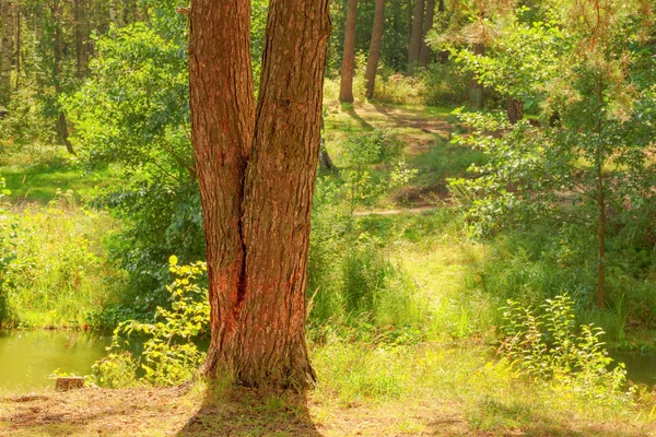 Bosque en la orilla del lago —  Fotos de Stock