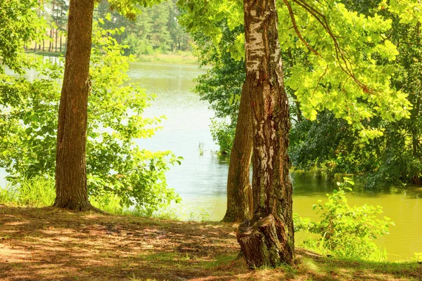 Bosque en la orilla del lago — Foto de Stock