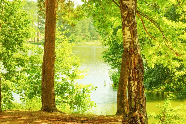 Bosque en la orilla del lago — Foto de Stock