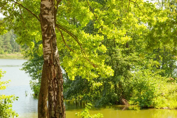 Bosque en la orilla del lago — Foto de Stock