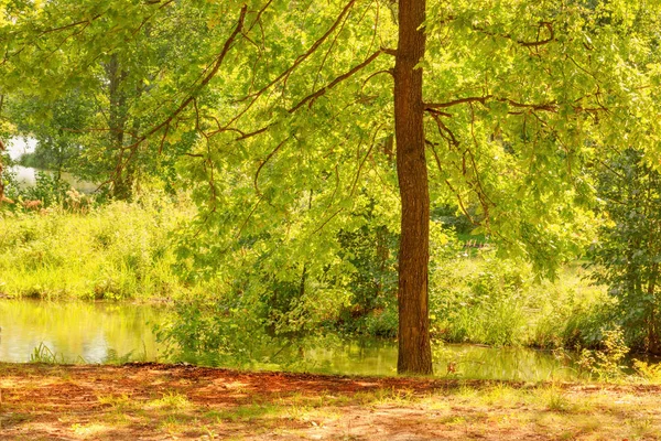 Bosque en la orilla del lago — Foto de Stock