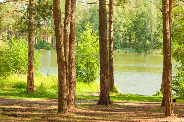 Bosque en la orilla del lago — Foto de Stock