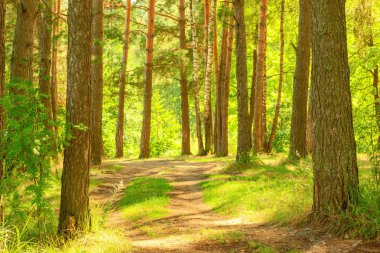  Orman Gölü kıyısında