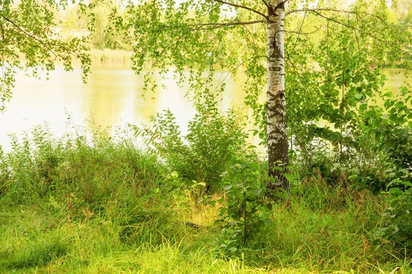 Floresta na margem do lago — Fotografia de Stock