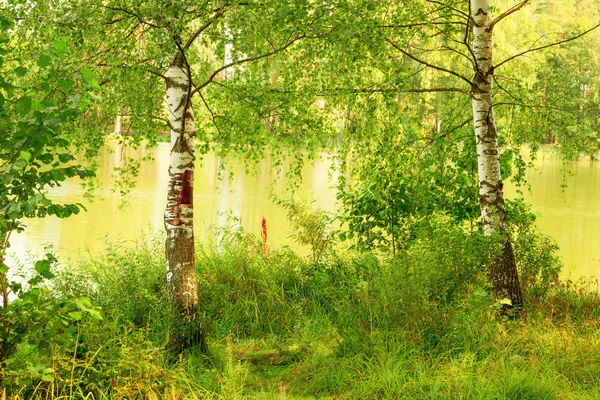 Floresta na margem do lago — Fotografia de Stock