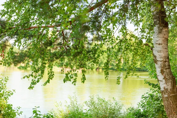 Floresta na margem do lago — Fotografia de Stock