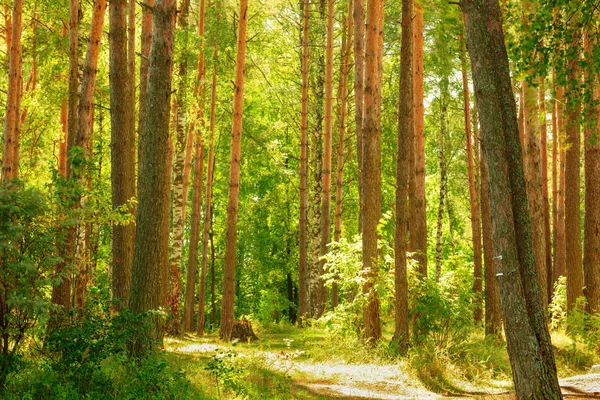 Floresta na margem do lago — Fotografia de Stock