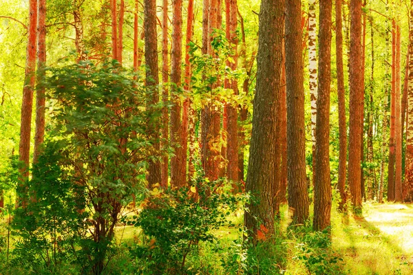 Floresta na margem do lago — Fotografia de Stock