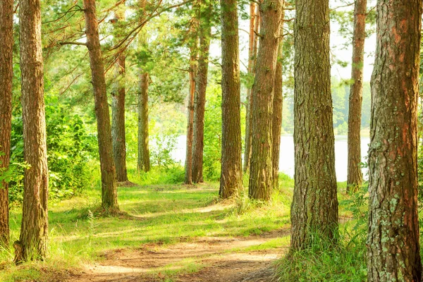 Floresta na margem do lago — Fotografia de Stock