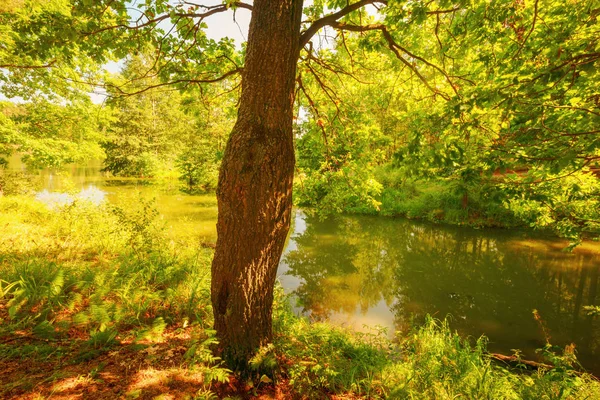 Bosque en la orilla del lago — Foto de Stock