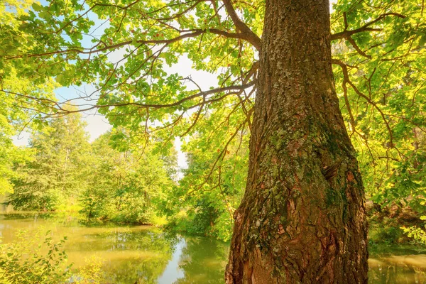 Bosque en la orilla del lago — Foto de Stock