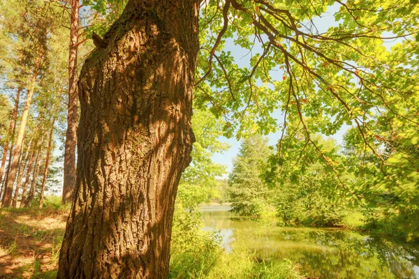 Bosque en la orilla del lago — Foto de Stock