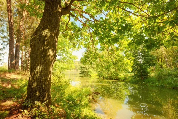 Лес на берегу озера — стоковое фото