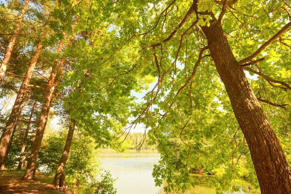 Floresta na margem do lago — Fotografia de Stock