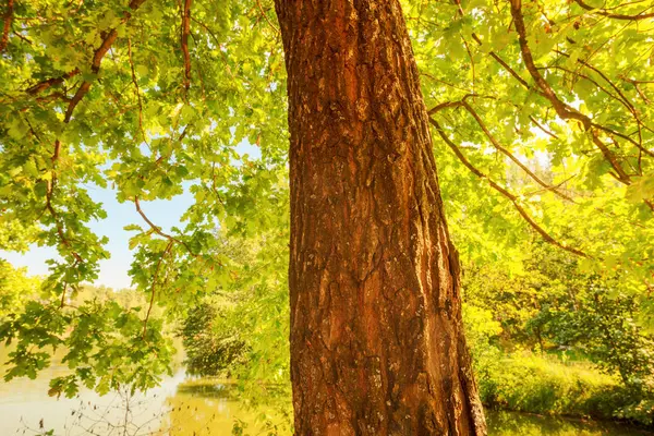 Bosque en la orilla del lago — Foto de Stock