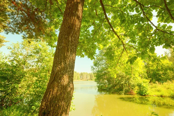 Лес на берегу озера — стоковое фото