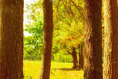  Orman Gölü kıyısında