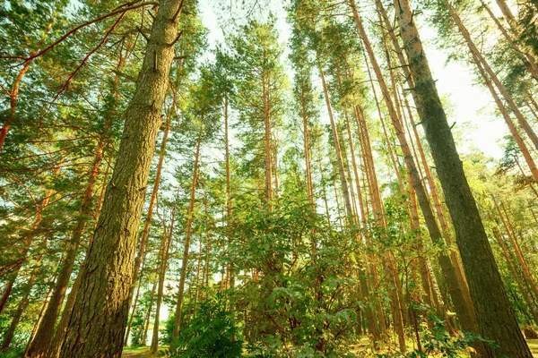 Wald am Ufer des Sees — Stockfoto