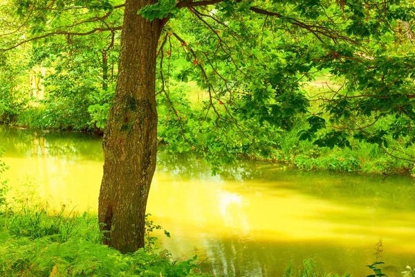 Bosque en la orilla del lago — Foto de Stock