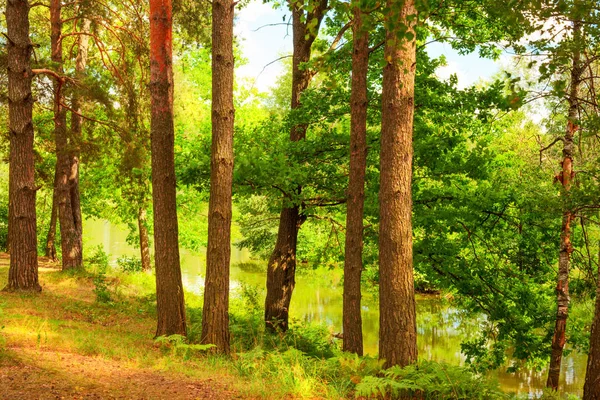 Bosque en la orilla del lago — Foto de Stock