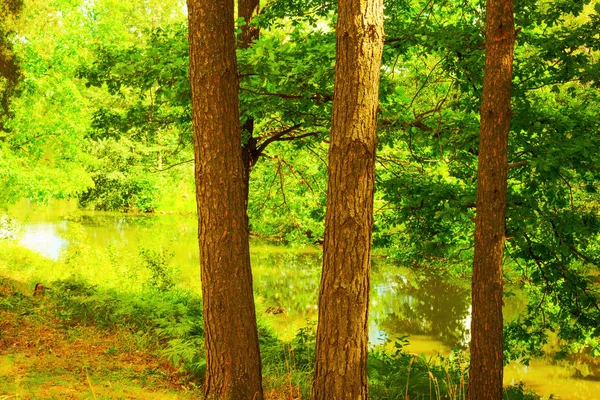 Wald am Ufer des Sees — Stockfoto