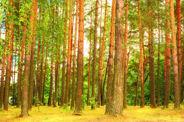 Wald am Ufer des Sees — Stockfoto