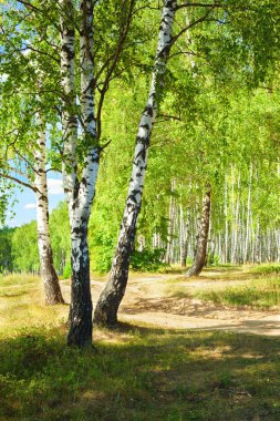 Yaz aylarında güneşli huş ağacı orman