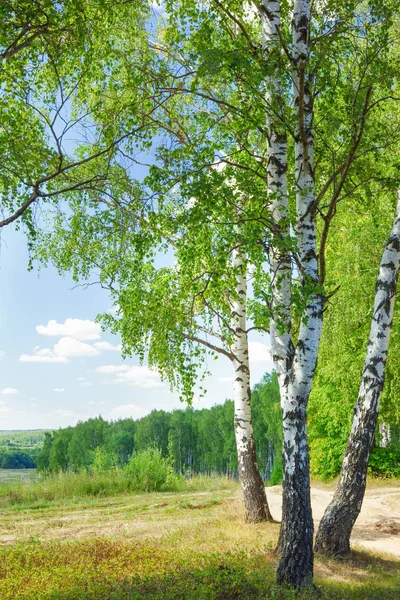 Yaz aylarında güneşli huş ağacı orman