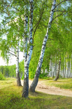 Yaz aylarında güneşli huş ağacı orman