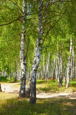 Yaz aylarında güneşli huş ağacı orman