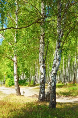 Yaz aylarında güneşli huş ağacı orman