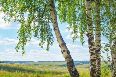 Yaz aylarında güneşli huş ağacı orman