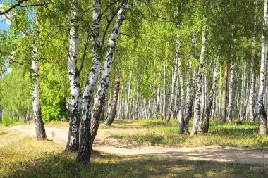Yaz aylarında güneşli huş ağacı orman