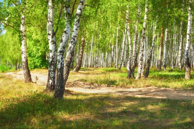 Yaz aylarında güneşli huş ağacı orman