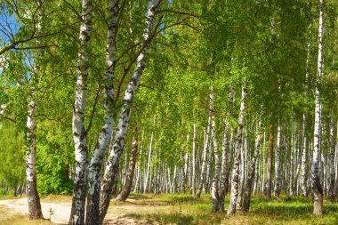 Yaz aylarında güneşli huş ağacı orman
