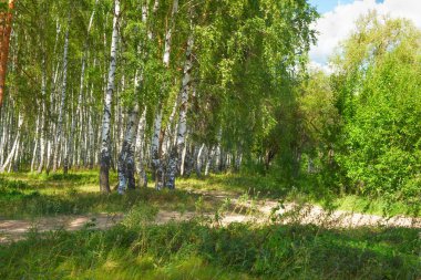 Yaz aylarında güneşli huş ağacı orman