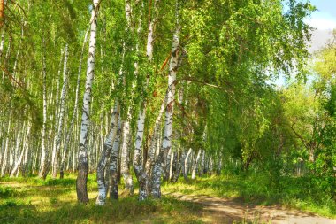 Yaz aylarında güneşli huş ağacı orman