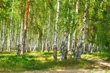 Yaz aylarında güneşli huş ağacı orman