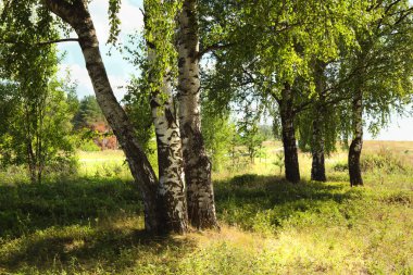 Yaz aylarında güneşli huş ağacı orman