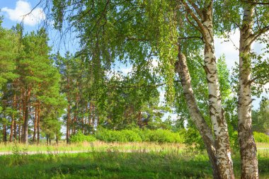 Yaz aylarında güneşli huş ağacı orman