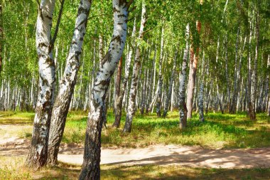 Yaz aylarında güneşli huş ağacı orman