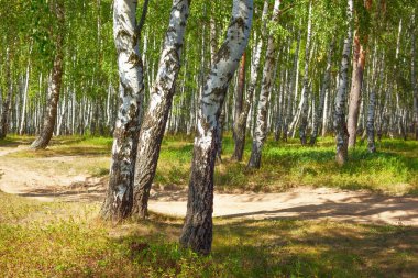 Yaz aylarında güneşli huş ağacı orman