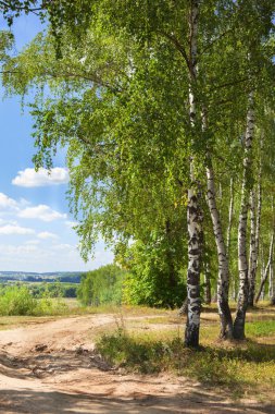 Yaz aylarında güneşli huş ağacı orman