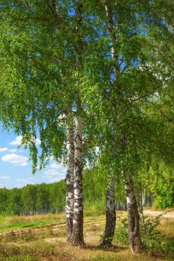 Yaz aylarında güneşli huş ağacı orman